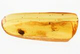 Detailed Fossil Marsh Beetle (Scirtidae) in Baltic Amber #367396-1